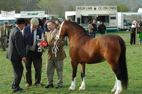 Nebo Rebecca receiving the supreme filly at Lampeter Stallion Show